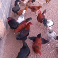 خروس نیمچه|حیوانات مزرعه|زاویه, |دیوار