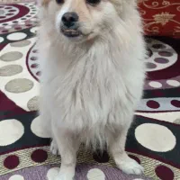 سگ باهوش و شناسنامه دار و واکسن زده|سگ|اهواز, کوی باهنر|دیوار