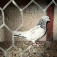 کبوتر|پرنده|نیشابور, فخریه|دیوار