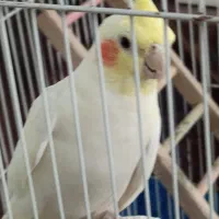 جفت طوطی عروس هلندی و نر سخنگو