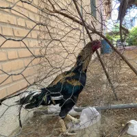 لاری. اصل خروس و مرغ