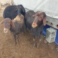 دو عدد قوچ جوان و یک عدد میش با بره نر