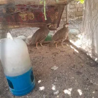 کبوتر بلدرچین کوهی