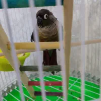 گریچیک دستی سه ماهه، عروس جفت مولد|پرنده|شیروان (خراسان), |دیوار