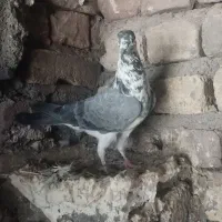 کبوتر|پرنده|گیان, |دیوار