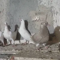 جوجه و جوانه پرشی