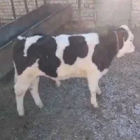 گوساله نر سمینتال اصل