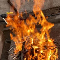 فروش گردو با قیمت مناسب