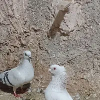 یه جفت کبوتر عتیقه