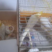 عروس هلندی مولد ب همراه جوجه|پرنده|خرم‌آباد (تنکابن), |دیوار