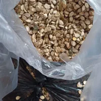 تخم هندوانه پارسالی