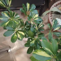 گل فروشی|گل و گیاه طبیعی|نیشابور, میدان حافظ|دیوار