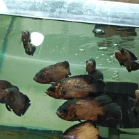 ماهی آکواریوم دلسا|ماهی|خمین, |دیوار