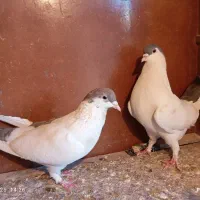 کفتر پلاس پلاکی پاکستانی|پرنده|قم, شهرک مهدیه (مدرس)|دیوار