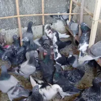 فروش کفتر پلاکی 40 عدد|پرنده|سرخه, |دیوار