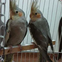 عروس هلندی همراه باقفس  فقط ۲۴۰۰ت