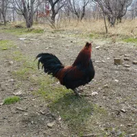 خروس مینیاتوری