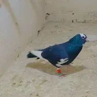 قهره سیاه کله سفید|پرنده|فریمان, |دیوار