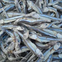 فروش ماهی بی نمک درجه ۲ودرجه۱