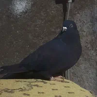 طوقی ماده|پرنده|اردبیل, |دیوار