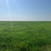 زمین کشاورزی با سند شش دانگ