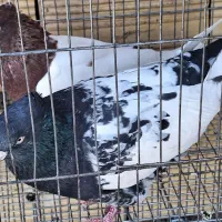 کبوتر سینه‌ای نرو ماده|پرنده|بومهن, |دیوار