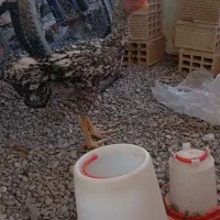 خروس لاری|حیوانات مزرعه|بردسکن, |دیوار