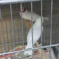 فنچ گلو بریده زبرا کرواتی پارسون سیلور گلدین|پرنده|تهران, دولاب|دیوار