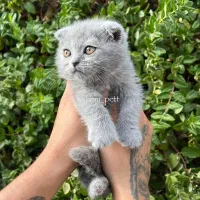 سه تا گربه اسکاتیش فولد آماده تحویل|گربه|آمل, |دیوار