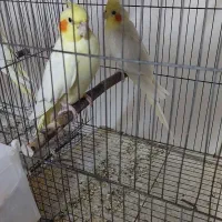 جفت لوتیو و جوجه دانخور|پرنده|گرگان, |دیوار