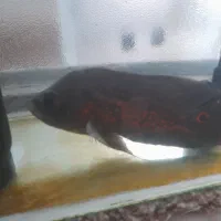 فروش ماهی اسکار|ماهی|شیراز, کوشک میدان|دیوار