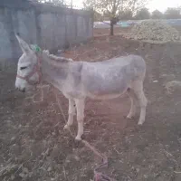 الاغ شازند و کاه یونجه