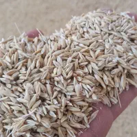 الماتی|حیوانات مزرعه|شیراز, جرسقان|دیوار