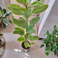 گلدان فیکوس آلتیسما(پرتقالی).همراه با گلدان سفالی|گل و گیاه طبیعی|شاهین‌شهر, نسیم ۵|دیوار