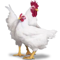 استخدام در زنجیره تایماز