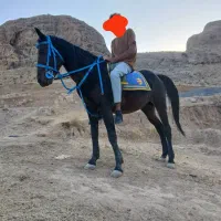 مادیان مشکی شش سال|اسب و تجهیزات اسب‌سواری|مرودشت, ژیان|دیوار