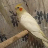 پرنده عروس هلندی