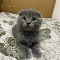 گربه اسکاتیش فولد بلو