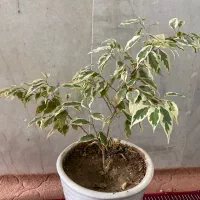 بنجامین ابلق و سبز|گل و گیاه طبیعی|فسا, |دیوار