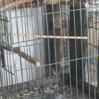 یک جفت گرنجیک بالغ آماده به تخم|پرنده|علی‌آباد کتول, |دیوار