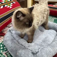 گربه هیمالین