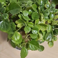 گل طبیعی|گل و گیاه طبیعی|اصفهان, سرتاوه|دیوار