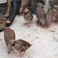 خوروس فروشی