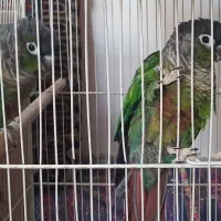 ماهی و ماهور