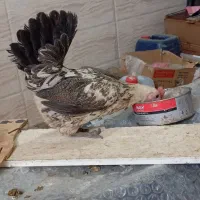 جوجه گلین زیبا از مجموعه گلین نژاد برتر