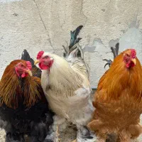 تخم‌مرغ نطفه‌دار برهما‌