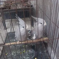 عروس هلندی