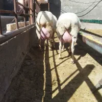 ده راس نژاد آصف ولاکن  پلاک اوین ژن