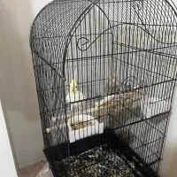 یک جفت عروس هلندی