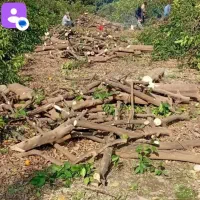 هرس انواع درخت ومرت کردن باسابقه 12سال|خدمات باغبانی و درختکاری|اهواز, زیتون کارمندی|دیوار